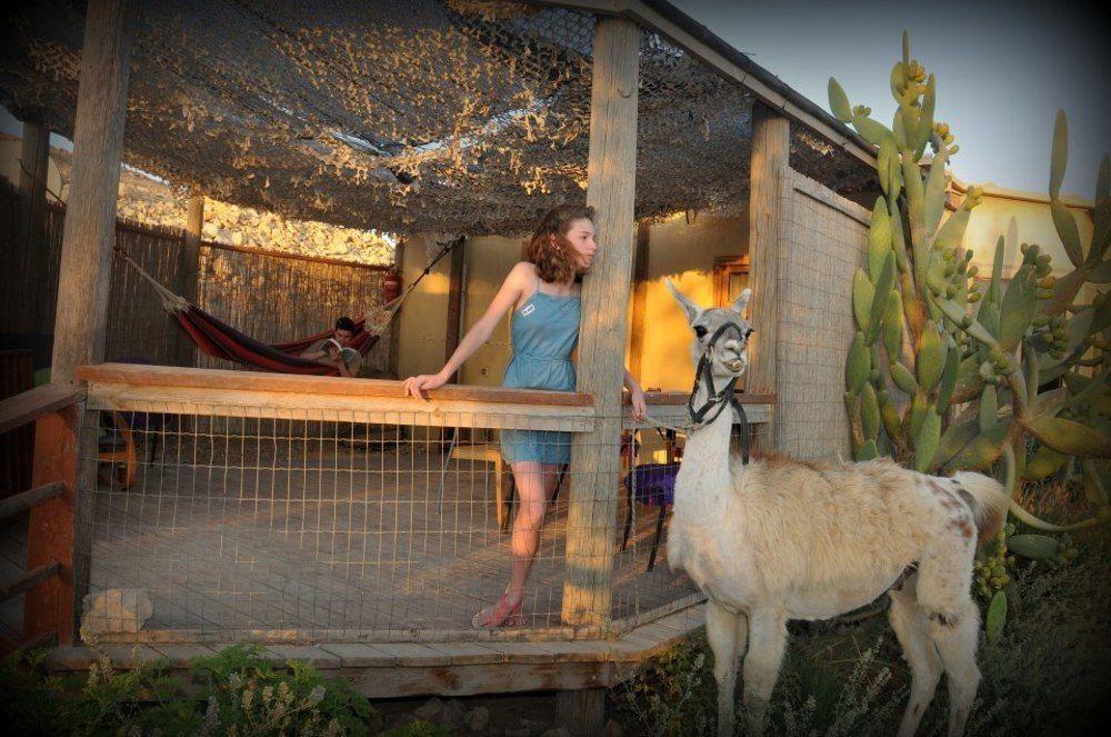 Alpaca Farm - חוות האלפקות Villa Mitzpe Ramon Exterior photo